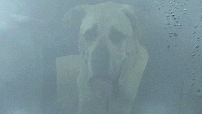 A large dog sits inside a locked car in Perth