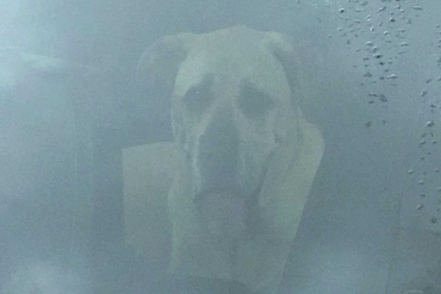 A large dog sits inside a locked car in Perth