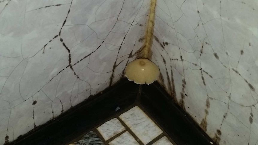 Mushroom grows from mould in corner of shower
