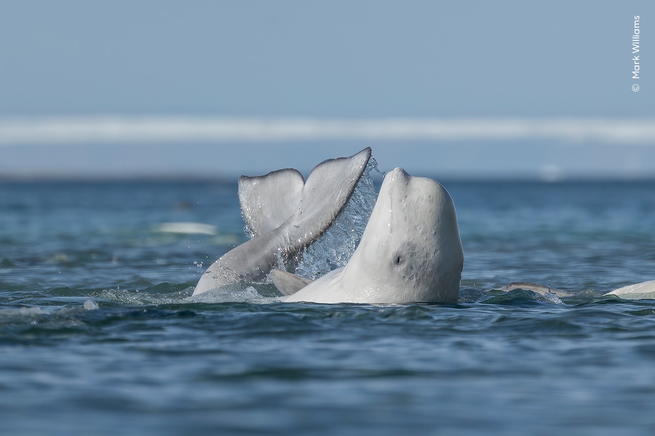 A beluga whale rubs its underside on a shallow river bottom to exfoliate its skin.