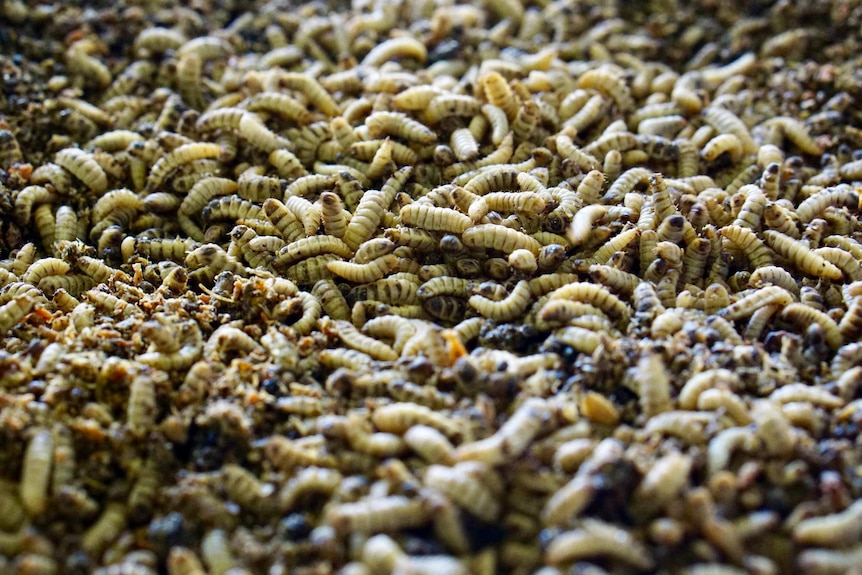 A close look at insects being used for fish feed