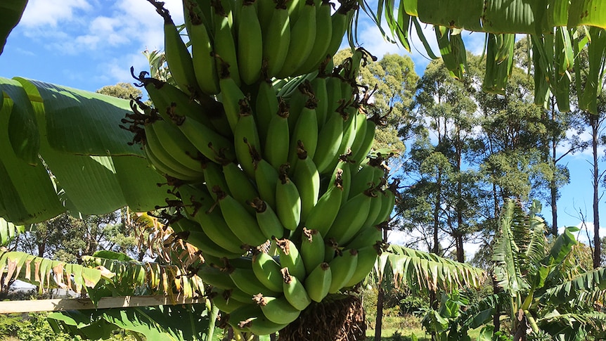 Ripening ducasse bananas hanging from tree on Boon Luck Farm