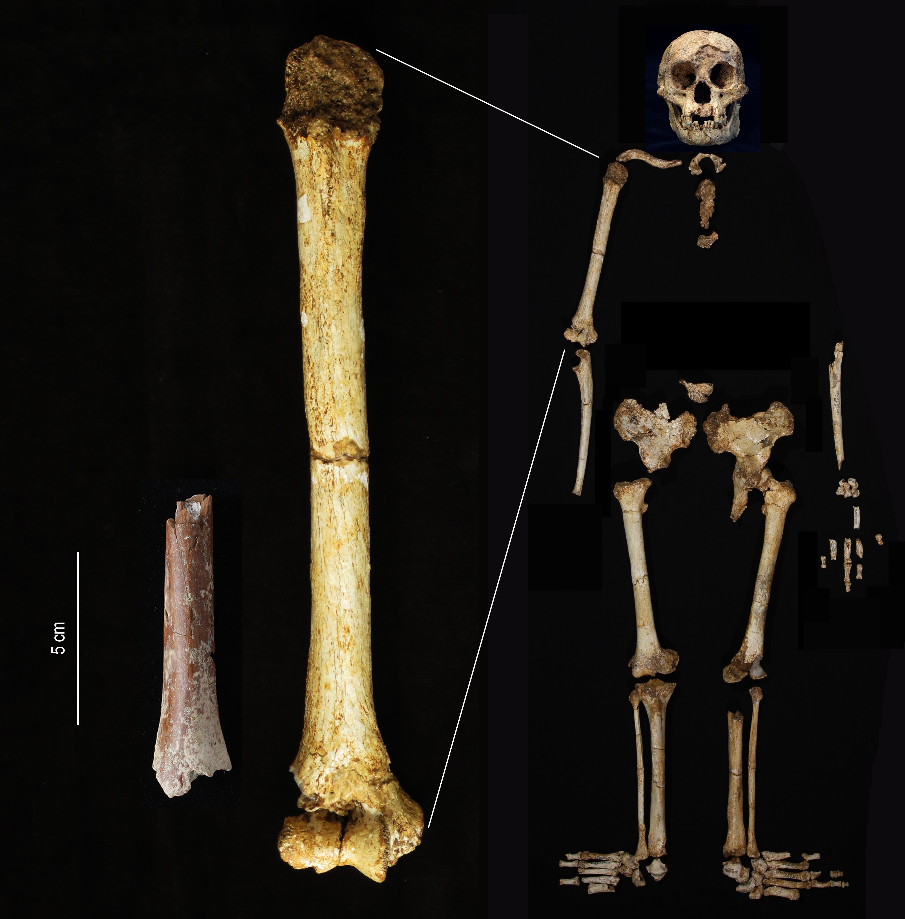Composite of arm bones and ancient Hobbit fossils