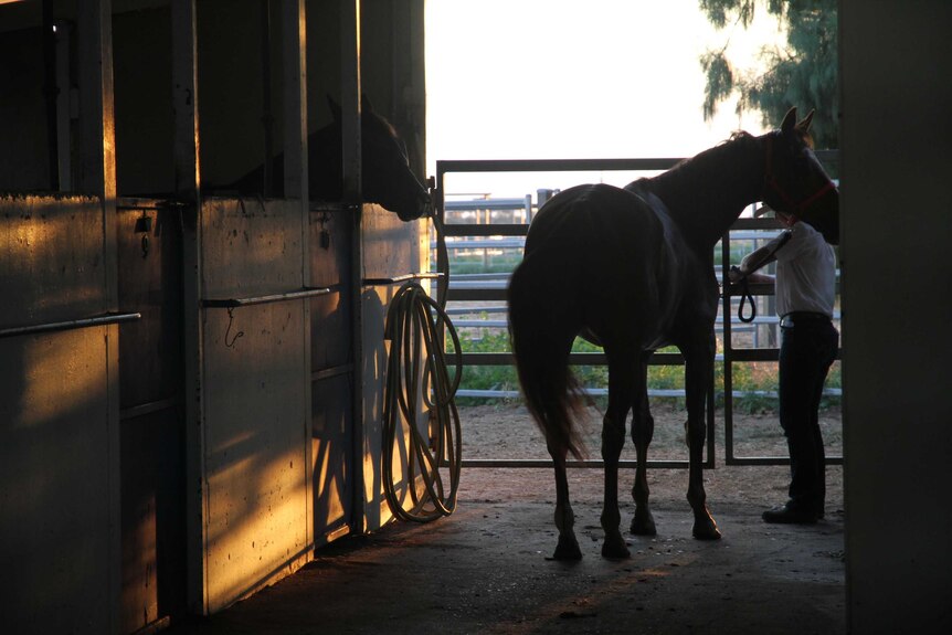 A horse is being put in its pen at the Longreach Pastoral College where its new family will collect it from.