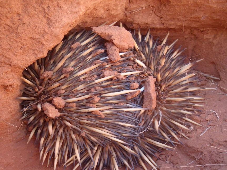 An echidna nestled into a termite mound in WA.
