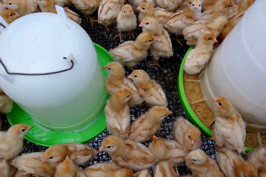 Lots of tiny chickens inside a pen stand around a water feeder and a grain feeder.