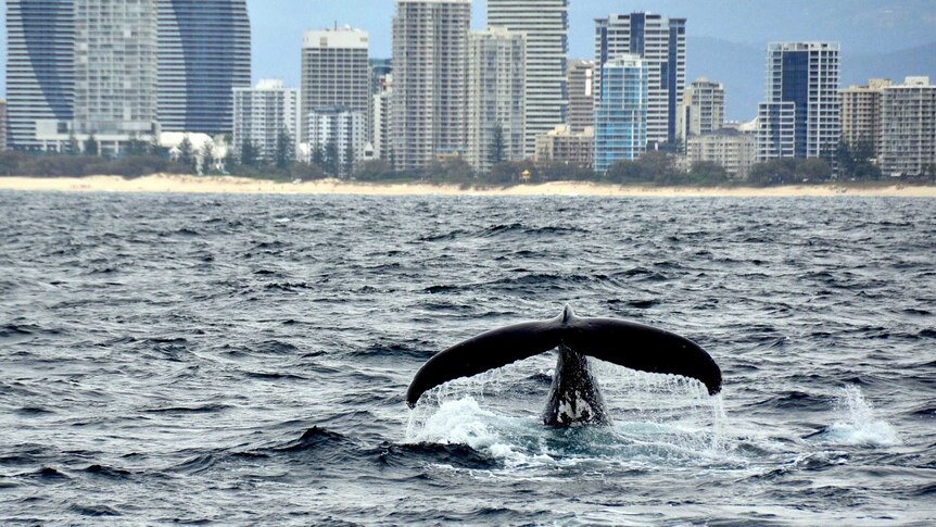 Whale off Queensland's Gold Coast.
