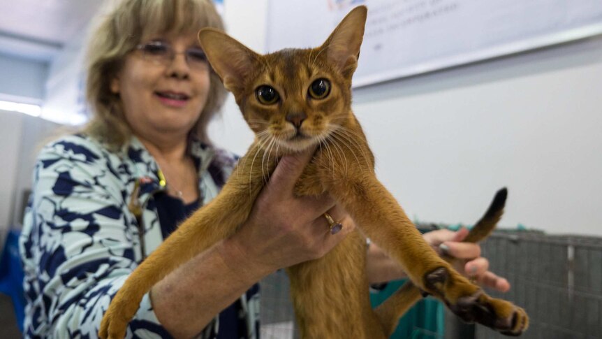 Edith-Mary Smith handles an abyssinian.