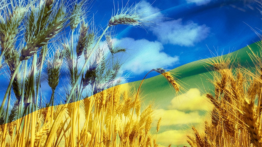 a composite image of wheat and a Ukrainian flag.