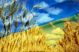 a composite image of wheat and a Ukrainian flag.