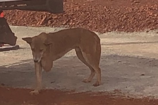 A dingo at a mine site with three legs