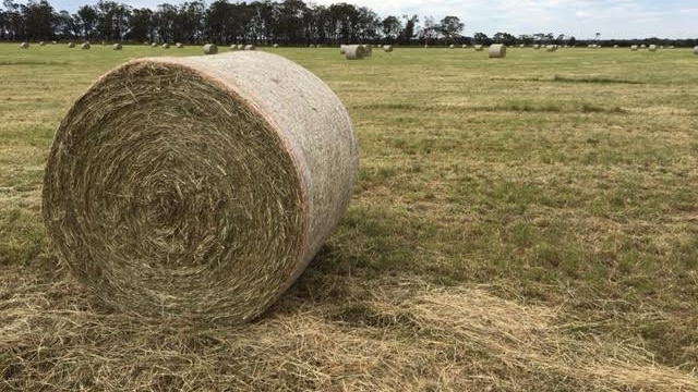 A bale of hay on a paddock.