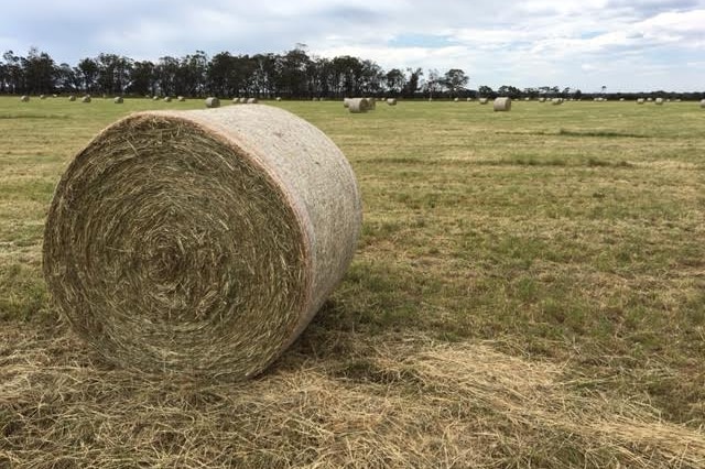 A bale of hay on a paddock.