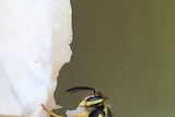 A European Wasp