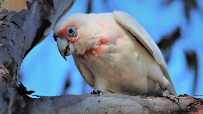 A corella perched on a gumtree branch, white with pink feathers around its face, peering into the camera.