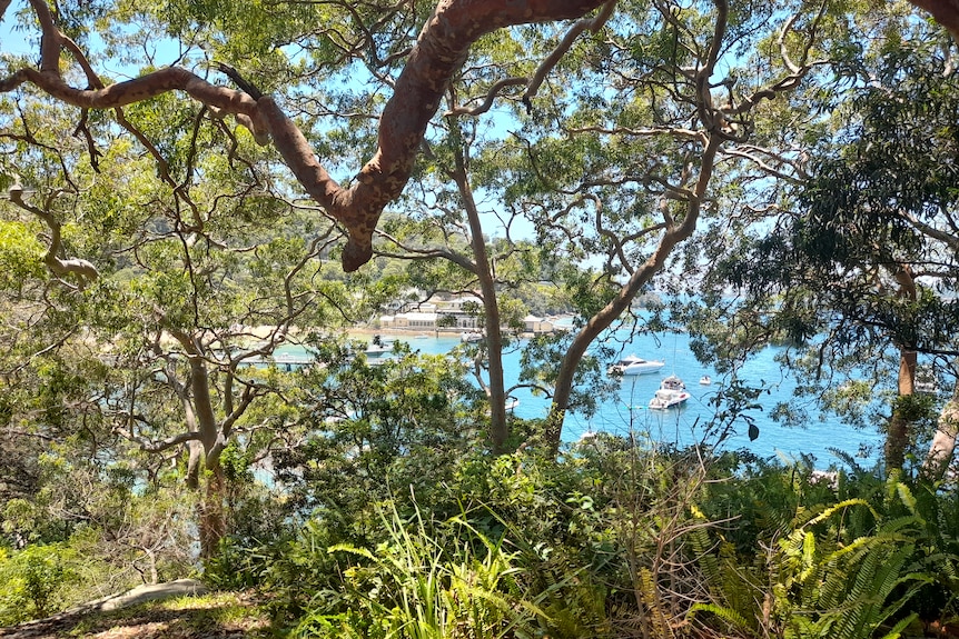 A glimmer of harbour through the trees on the Taronga to Balmoral walk.