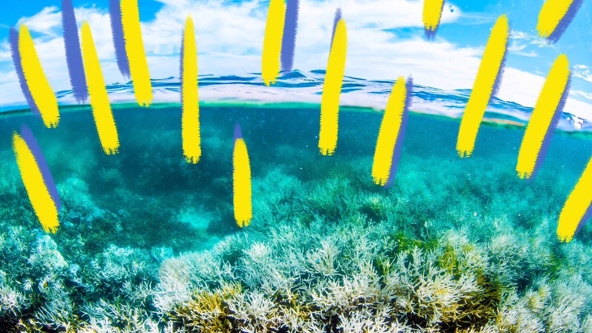 Reef Report - Behind The News