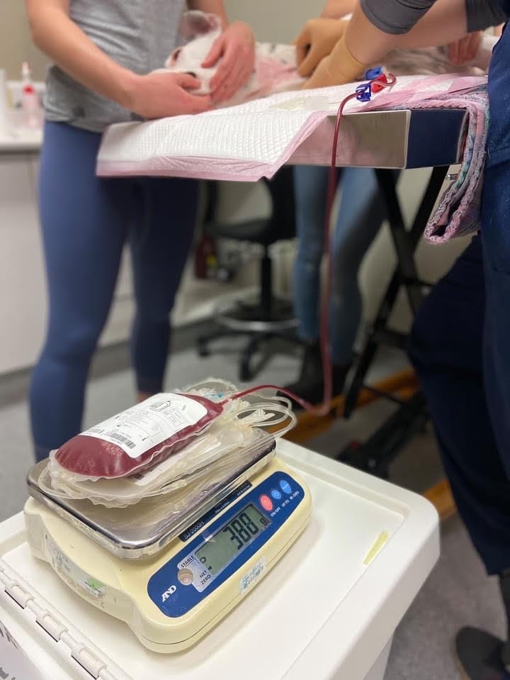 Blood being weighed after being taken from a dog.