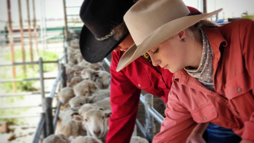 Two young women, one in a black hat one in a white hat inspect sheep in a race at "Rosebank" Longreach Pastoral College