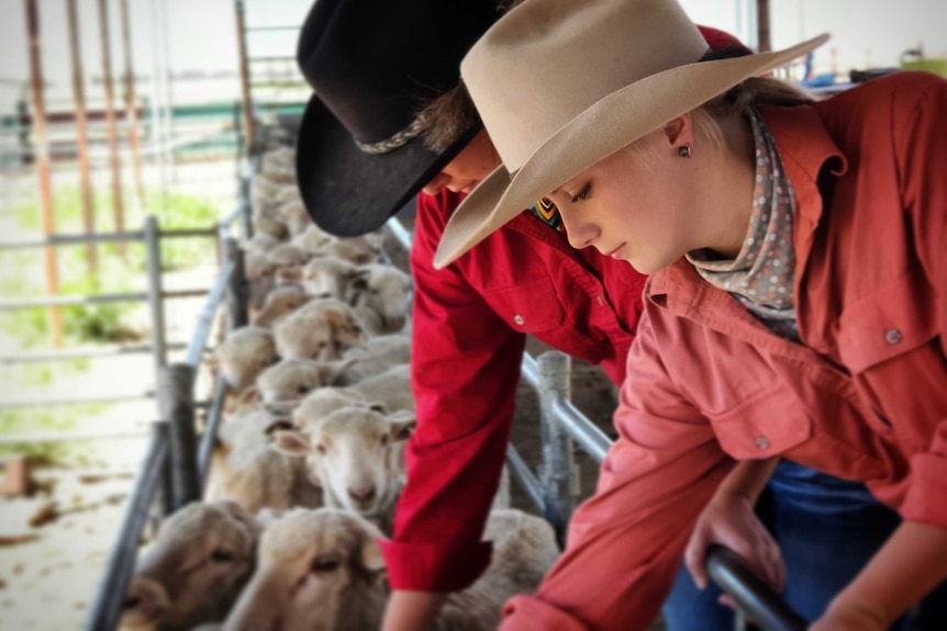 Two young women, one in a black hat one in a white hat, inspecting sheep.