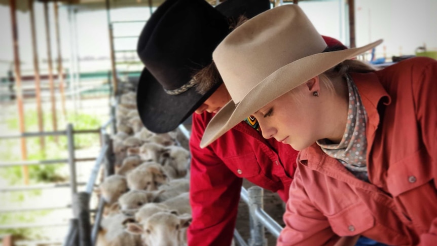 Two young women, one in a black hat one in a white hat inspect sheep in a race at "Rosebank" Longreach Pastoral College