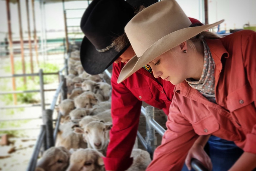 Two young women, one in a black hat one in a white hat inspect sheep in a race at "rosebank" Longreach Pastoral College.
