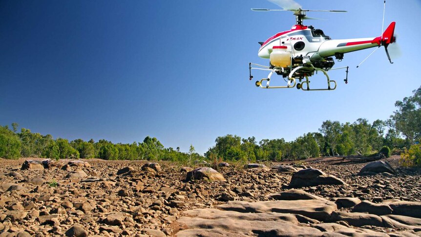 Remote-controlled helicopter, used to help control the weed prickly acacia, flies in north-west Qld