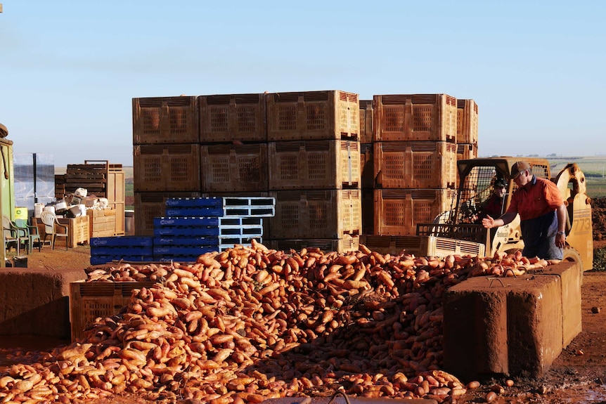 Piles of thousands of sweet potatoes on a concrete slab in front of pallets.