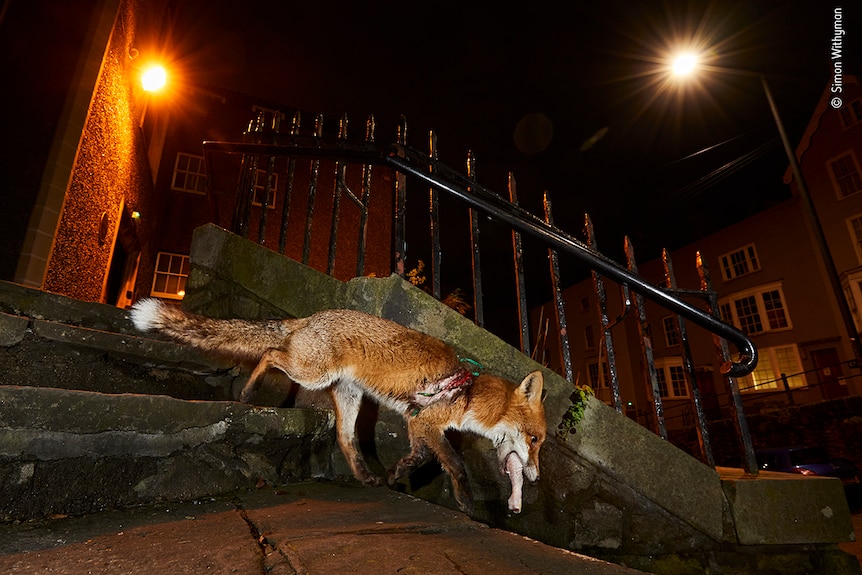 An injured red fox walks down a staircase at night