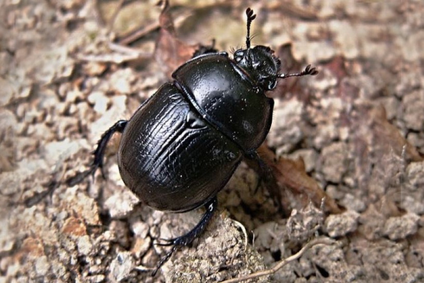 A dung beetle