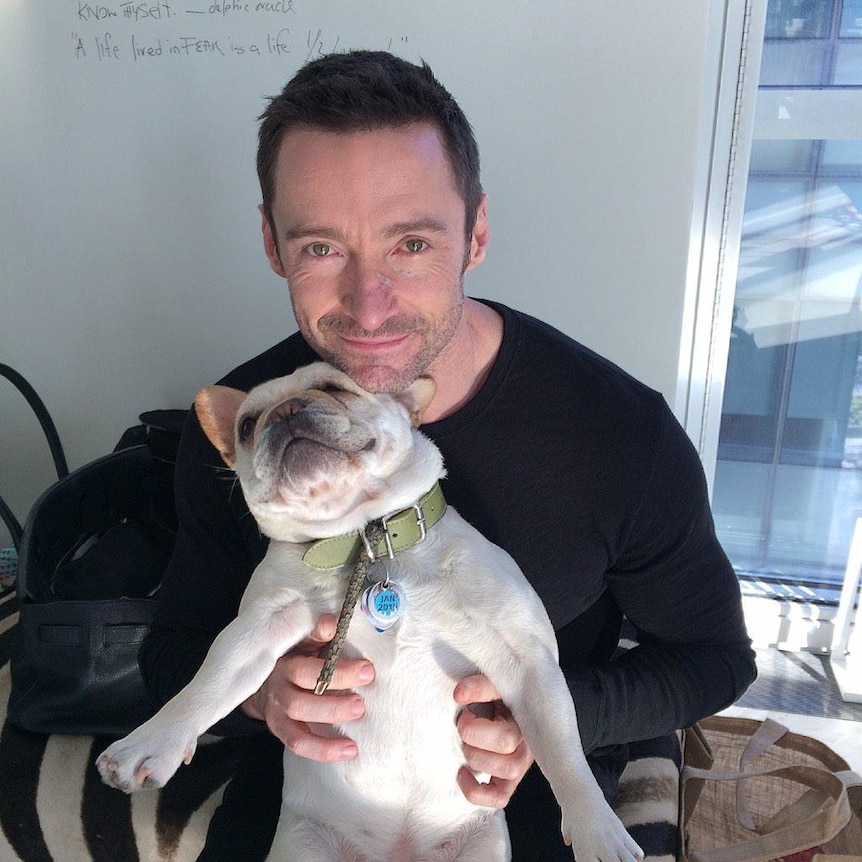 Actor Hugh Jackman and his French Bulldog, Dali.