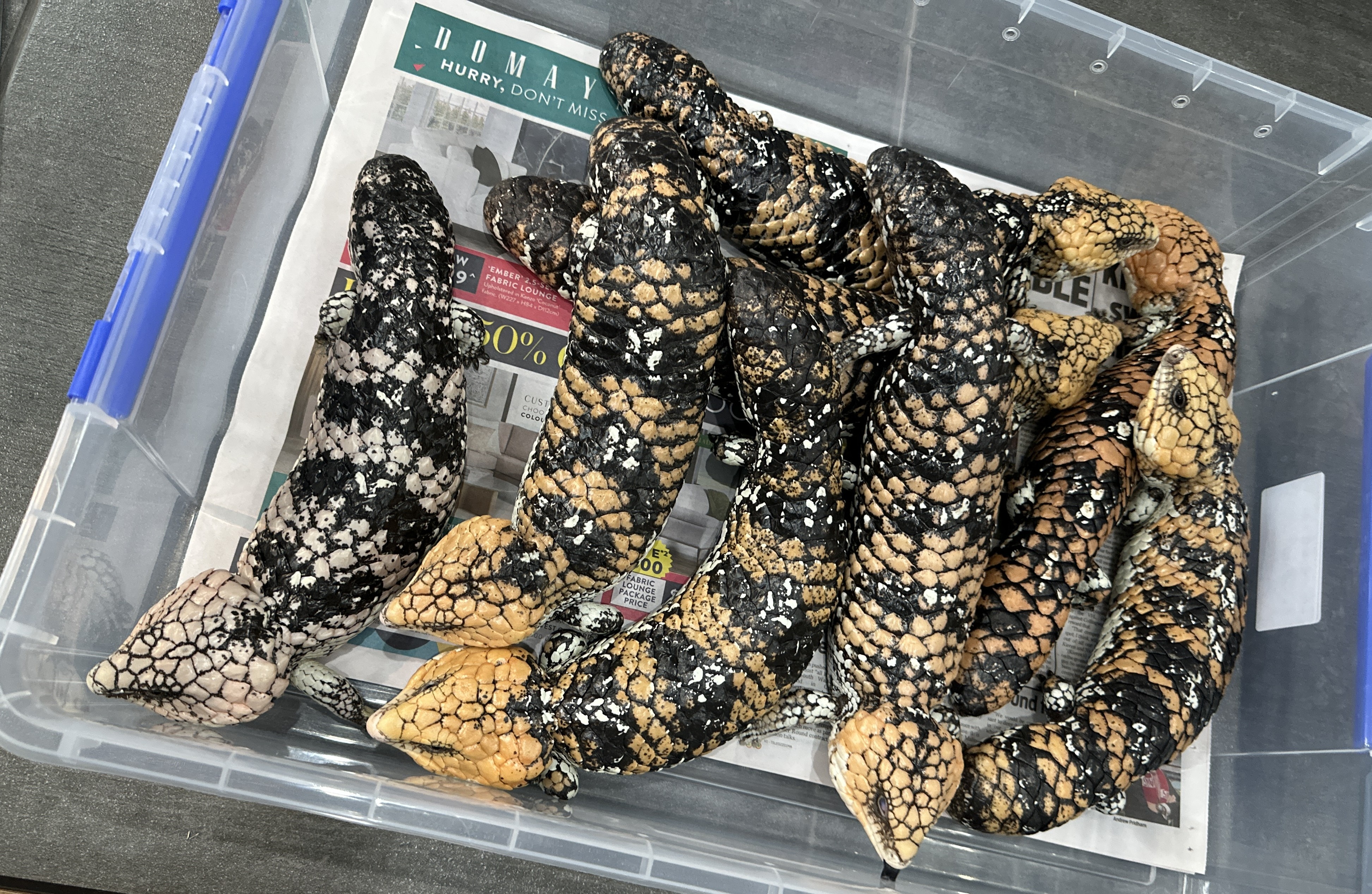 The lucrative illegal trade smuggling Australia's reptiles overseas