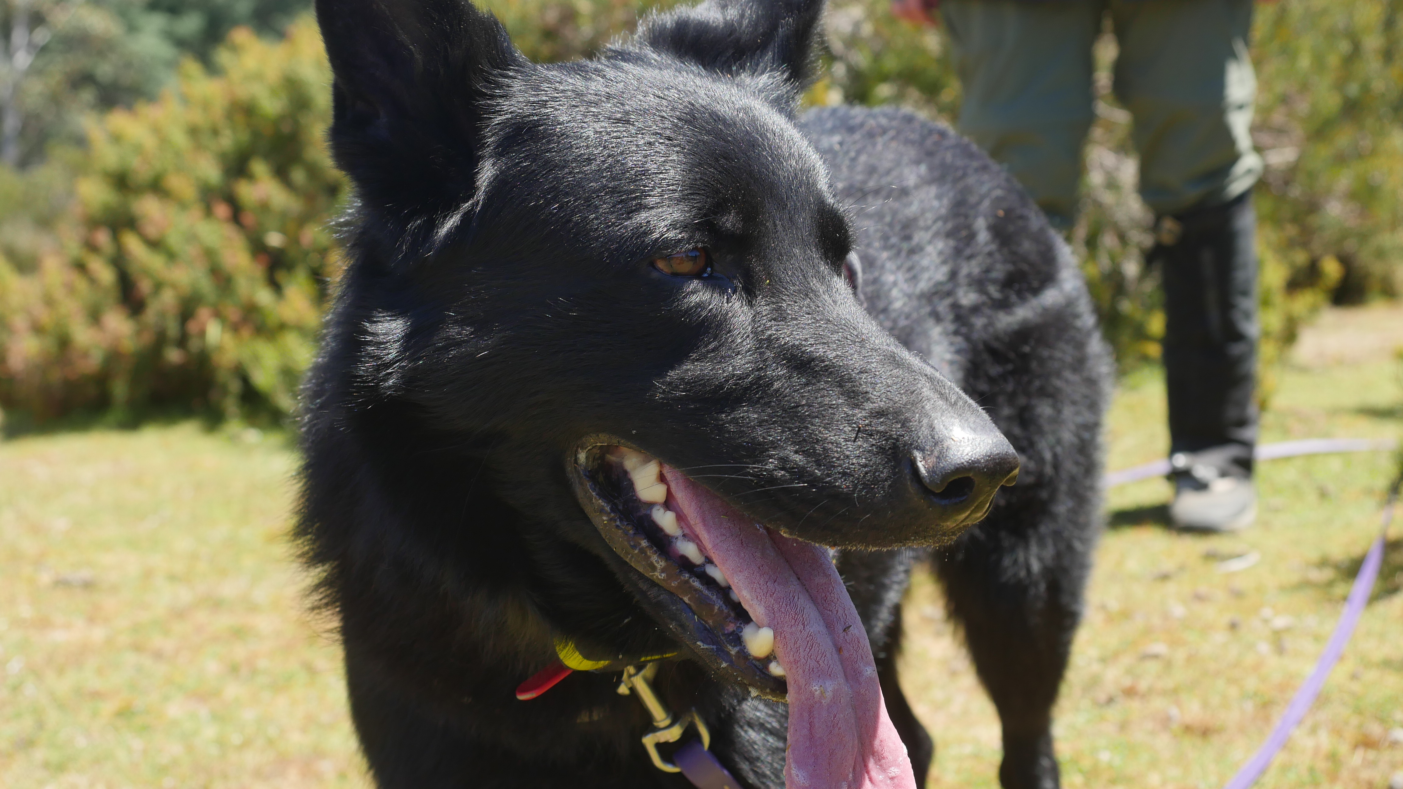Weed sniffing dogs deployed in fight against Tasmania's weeds - ABC News Weed sniffing dogs deployed in fight against Tasmania's weeds - ABC News