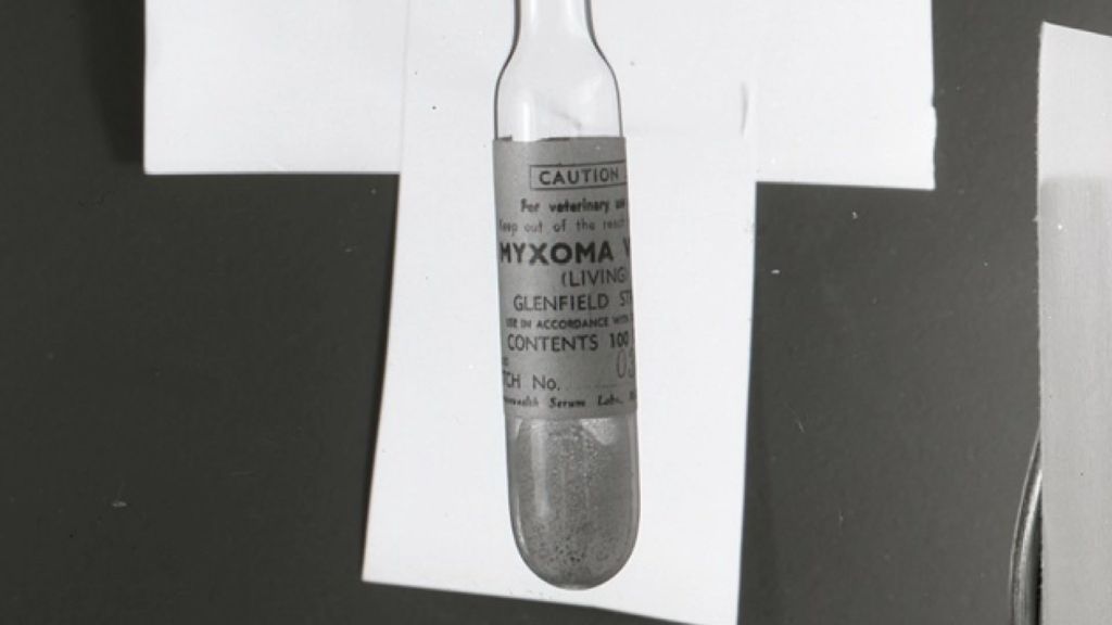 The Myxo Mystery: The first virus ever used to eradicate a feral pest ...
