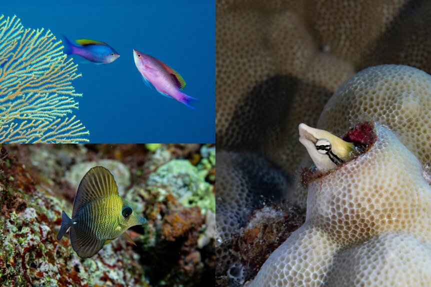 Three images of colourful tropical reef fish in blue, pink, yellow and white colours among coral close-up