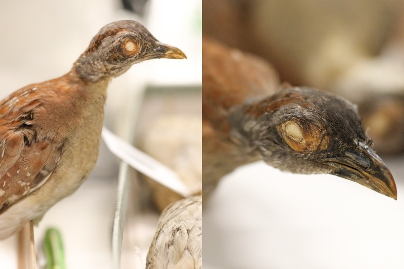 Two images of preserved specimens of the buff-breasted buttonquail, a small bird with yellow eyes.