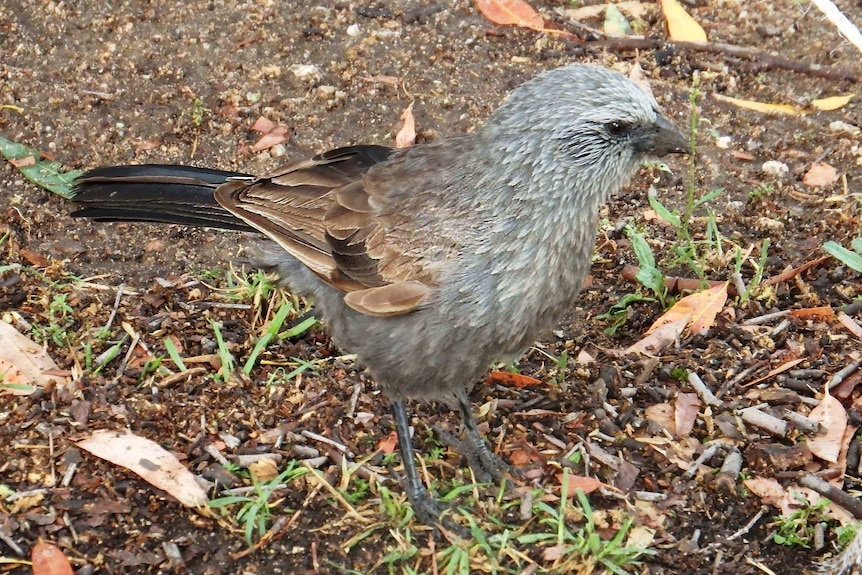 A medium-sized bird with grey and brown feathers, standing on the ground.