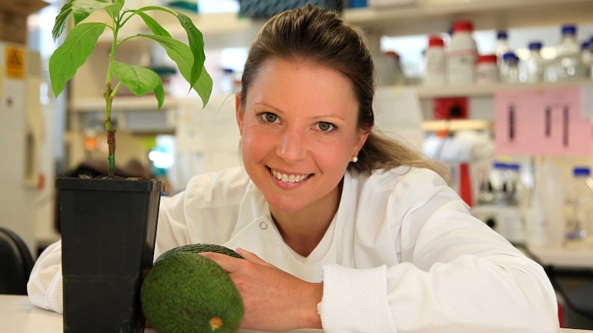 Queensland scientist Dr Alice Hayward pictured with an avocado cutting in her lab at the University of Queensland