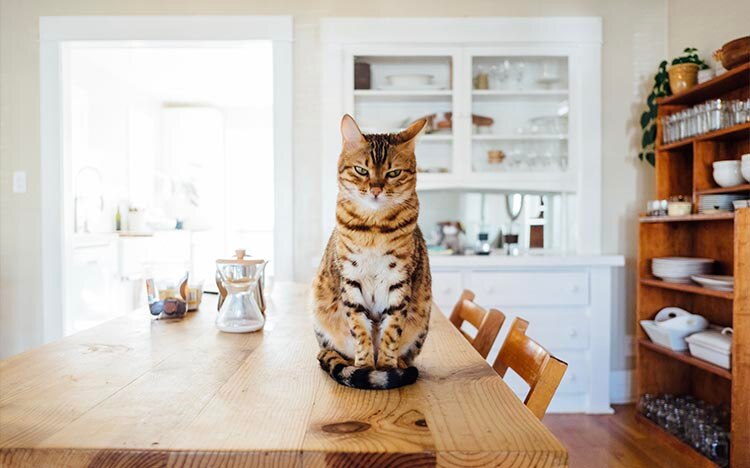 Annoyed looking cat sitting on a kitchen table
