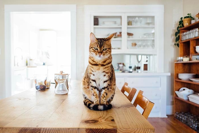 Annoyed looking cat sitting on a kitchen table
