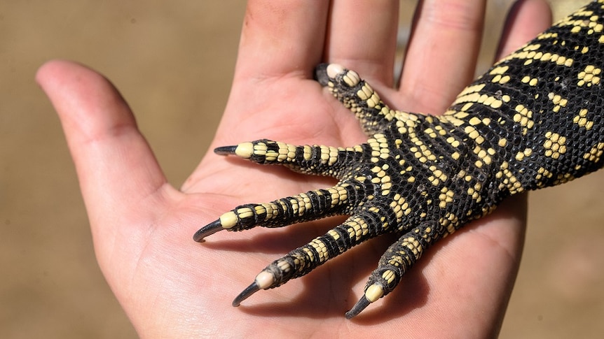 Human hand with lizard hand against it