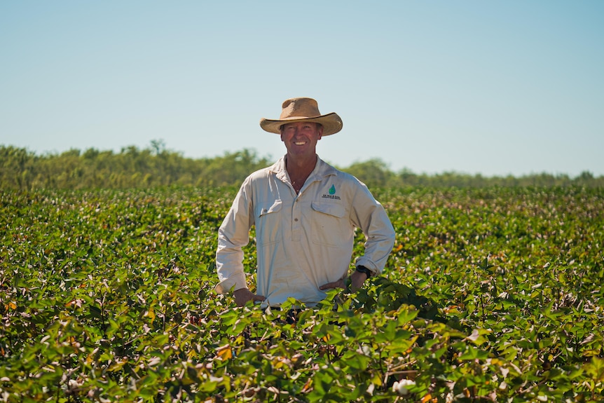 A farmer stands in the middle of a cotton crop in the Douglas Daly. 
