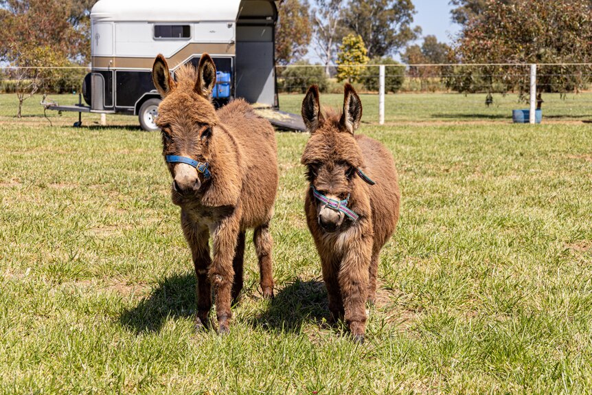 Two donkeys stand side-by-side out in a green paddock with a horse float in the background.