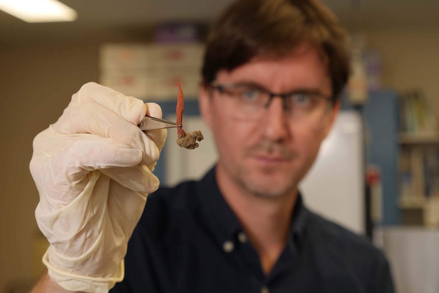Close-up of a man with glasses wearing gloves while picking up a tiny red piece of fungus with tweezers in a lab.