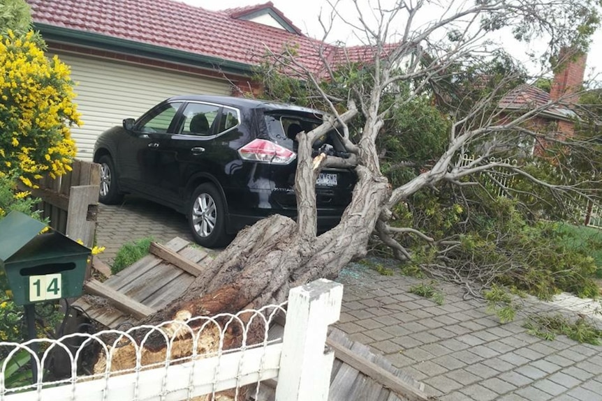 Fallen tree at home in Essendon