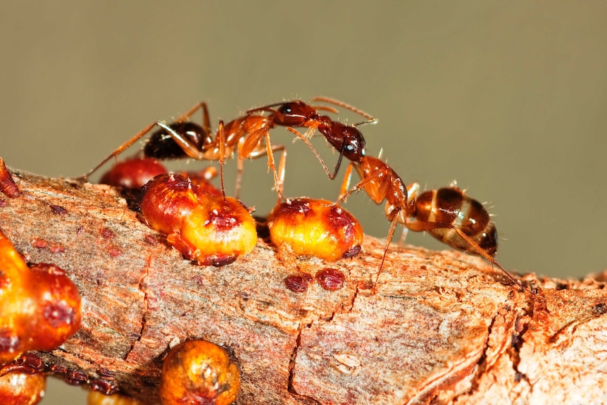 Swarms of these yellow crazy ants cover Christmas Island