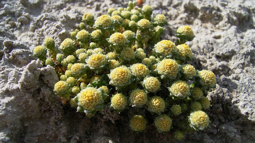 Angianthus globuliformis, WA's 10,000th native plant species