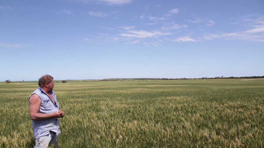 Farmer looks at his wheat crop that is still green