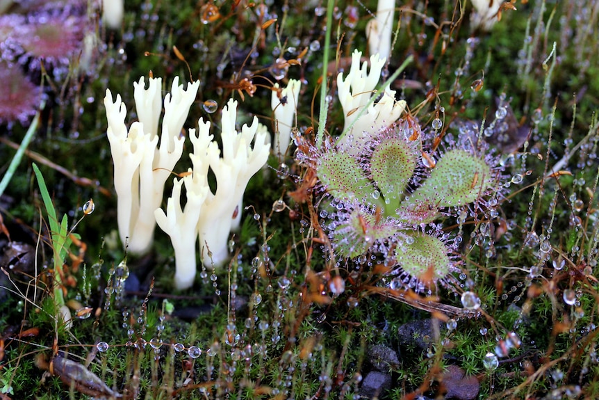 Coral fungus and native carnivorous sundew (Drosera whittakeri) are shown adorned with thawing frost in Kinglake National Park.