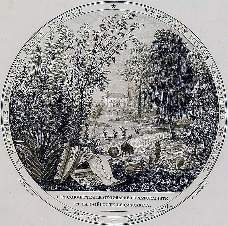 Black and white illustration of a garden with australian animals 